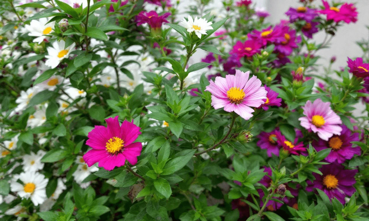 Deze zomerbloem groeit in grind, vraagt om niets en blijft maar bloeien!